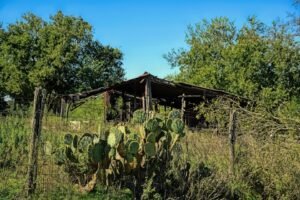 Lone Star Card Not Working? Texas HHSC Update May 2026 - Get Your Money Back!