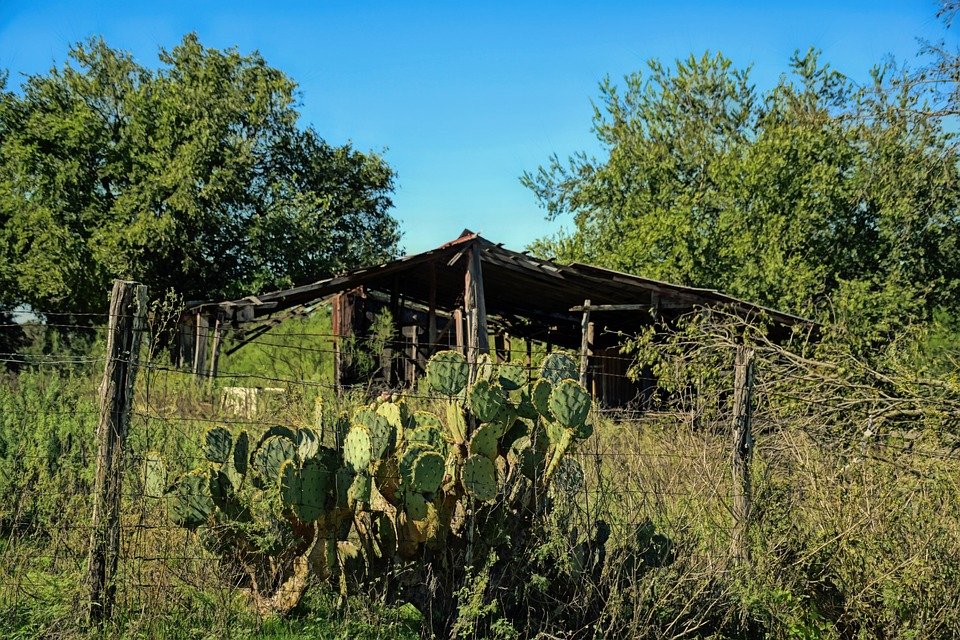 Lone Star Card Not Working? Texas HHSC Update May 2026 - Get Your Money Back!