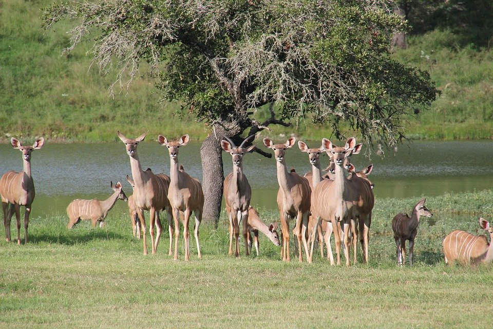 Texas HHSC Update May 2026: Lone Star Card Issues? Keep Your Money in the Pocket!