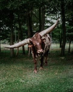 Lone Star Card Not Working? Your July 2026 Money Solutions with Texas HHSC