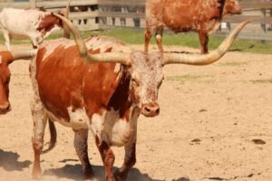 Texas Workforce Commission seeks more funding for unemployment benefits